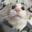 purpl