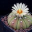 Astrophytum