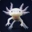 Axolotl