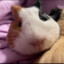 Guinea Pig