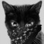 Апасний кот