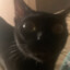 Sick Ass Panther