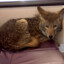 CodeCoyote
