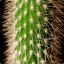Green Kaktus