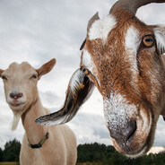 dnz - steam id 76561199861435203