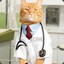 DR cat