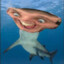 sharkman