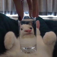 官方认证美少女