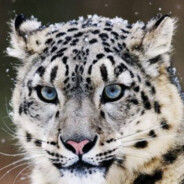 动物朋友-芝士雪豹