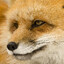 Pernicious Fox