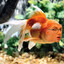 FishtankBen