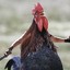 Crazy_ChicKEN_31