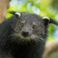Binturong