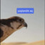 RetiredFalcon