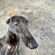 无敌的牛子精灵