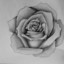 secret_rose_