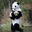 a fluffy panda