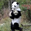 a fluffy panda