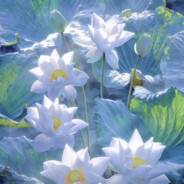 大电都拉不上，更何况她的手呢