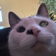 Big Sal