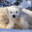 PolarBear