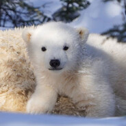 PolarBear