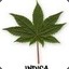 INDICA