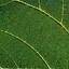 theunknownleaf