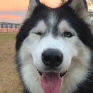 翻斗花园一号白给手胡