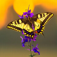 *_Schmetterling_*