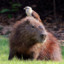Capybara[CH]