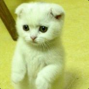 千军万马避蓝猫