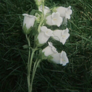 AAA建材批发小陈