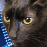 cat monke avatar