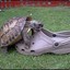 Turtle Hump Shoe