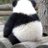 Panda来了
