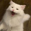 CAt_МЯУ