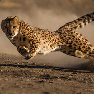Cheetah avatar