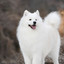 Samoyed