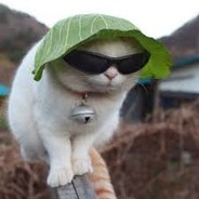 Lettuce Cat