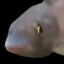 pogfish