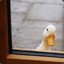 The Duck Next Door