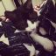 That cat Rose`