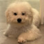 Brown Lee Zong Xiong (李棕熊）