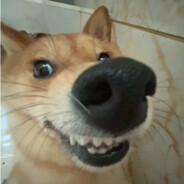 汪汪队立大功（1号位）