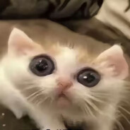 八十岁绝情少奶