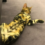 КапюШончик