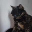 batcat