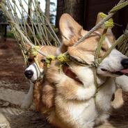 awkwardcorgi1