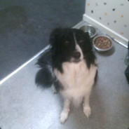Un Border Collie